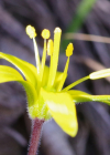 Einzelbild 5 Felsen-Gelbstern - Gagea saxatilis