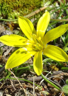 Einzelbild 7 Felsen-Gelbstern - Gagea saxatilis