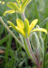 Einzelbild 2 Acker-Gelbstern - Gagea villosa