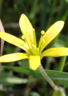 Einzelbild 3 Acker-Gelbstern - Gagea villosa