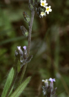 Einzelbild 1 Buntes Vergissmeinnicht - Myosotis discolor