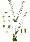 Einzelbild 2 Buntes Vergissmeinnicht - Myosotis discolor