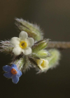 Einzelbild 4 Buntes Vergissmeinnicht - Myosotis discolor