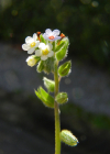 Einzelbild 6 Buntes Vergissmeinnicht - Myosotis discolor