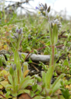Einzelbild 7 Buntes Vergissmeinnicht - Myosotis discolor