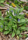Einzelbild 6 Hügel-Vergissmeinnicht - Myosotis ramosissima