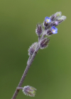 Einzelbild 1 Hügel-Vergissmeinnicht - Myosotis ramosissima