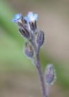 Einzelbild 7 Hügel-Vergissmeinnicht - Myosotis ramosissima