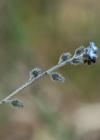 Einzelbild 8 Hügel-Vergissmeinnicht - Myosotis ramosissima