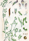 Einzelbild 3 Platterbsen-Wicke - Vicia lathyroides