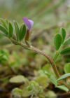 Einzelbild 1 Platterbsen-Wicke - Vicia lathyroides