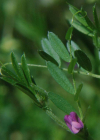 Einzelbild 6 Platterbsen-Wicke - Vicia lathyroides