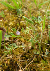 Einzelbild 8 Platterbsen-Wicke - Vicia lathyroides