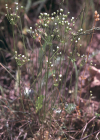 Einzelbild 1 Nordischer Mannsschild - Androsace septentrionalis