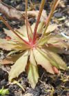 Einzelbild 2 Nordischer Mannsschild - Androsace septentrionalis