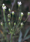 Einzelbild 3 Nordischer Mannsschild - Androsace septentrionalis