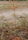 Einzelbild 4 Nordischer Mannsschild - Androsace septentrionalis