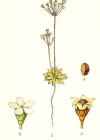 Einzelbild 5 Nordischer Mannsschild - Androsace septentrionalis