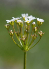 Einzelbild 6 Nordischer Mannsschild - Androsace septentrionalis