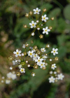 Einzelbild 8 Nordischer Mannsschild - Androsace septentrionalis