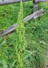 Einzelbild 1 Langblättriger Ampfer - Rumex longifolius