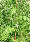 Einzelbild 6 Langblättriger Ampfer - Rumex longifolius
