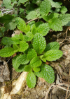 Einzelbild 7 Aufrechter Ziest - Stachys recta