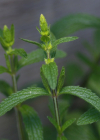 Einzelbild 8 Aufrechter Ziest - Stachys recta