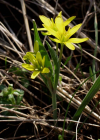 Einzelbild 1 Wiesen-Gelbstern - Gagea pratensis