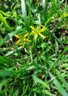 Einzelbild 5 Wiesen-Gelbstern - Gagea pratensis