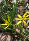 Einzelbild 6 Wiesen-Gelbstern - Gagea pratensis