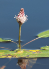 Einzelbild 1 Sumpf-Knöterich - Polygonum amphibium