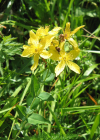 Einzelbild 1 Richers Johanniskraut - Hypericum richeri