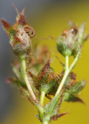 Einzelbild 3 Richers Johanniskraut - Hypericum richeri