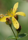 Einzelbild 4 Richers Johanniskraut - Hypericum richeri