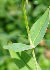 Einzelbild 5 Richers Johanniskraut - Hypericum richeri