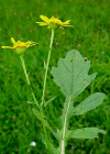 Einzelbild 3 Wasser-Greiskraut - Senecio aquaticus