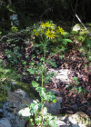 Einzelbild 6 Wasser-Greiskraut - Senecio aquaticus