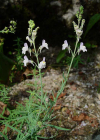 Einzelbild 8 Gestreiftes Leinkraut - Linaria repens