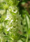 Einzelbild 2 Ysopblättriges Gliedkraut - Sideritis hyssopifolia