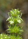 Einzelbild 3 Ysopblättriges Gliedkraut - Sideritis hyssopifolia