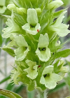 Einzelbild 6 Ysopblättriges Gliedkraut - Sideritis hyssopifolia