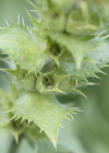 Einzelbild 8 Ysopblättriges Gliedkraut - Sideritis hyssopifolia