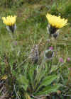 Einzelbild 1 Alpen-Habichtskraut - Hieracium alpinum