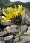 Einzelbild 3 Alpen-Habichtskraut - Hieracium alpinum