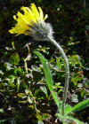 Einzelbild 4 Alpen-Habichtskraut - Hieracium alpinum
