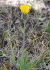 Einzelbild 5 Alpen-Habichtskraut - Hieracium alpinum