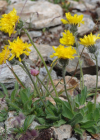 Einzelbild 7 Alpen-Habichtskraut - Hieracium alpinum