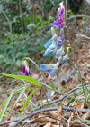 Einzelbild 1 Zierliche Frühlings-Platterbse - Lathyrus vernus subsp. gracilis
