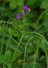 Einzelbild 4 Zierliche Frühlings-Platterbse - Lathyrus vernus subsp. gracilis
